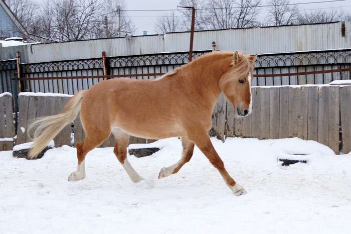 Cheval de harnais biélorusse