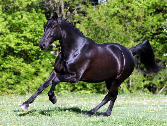 cheval hollandais à sang chaud