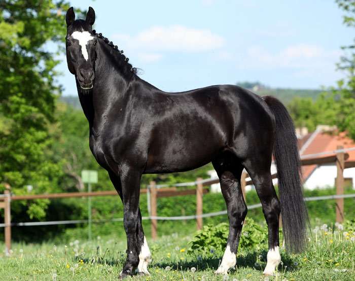 cheval hollandais à sang chaud