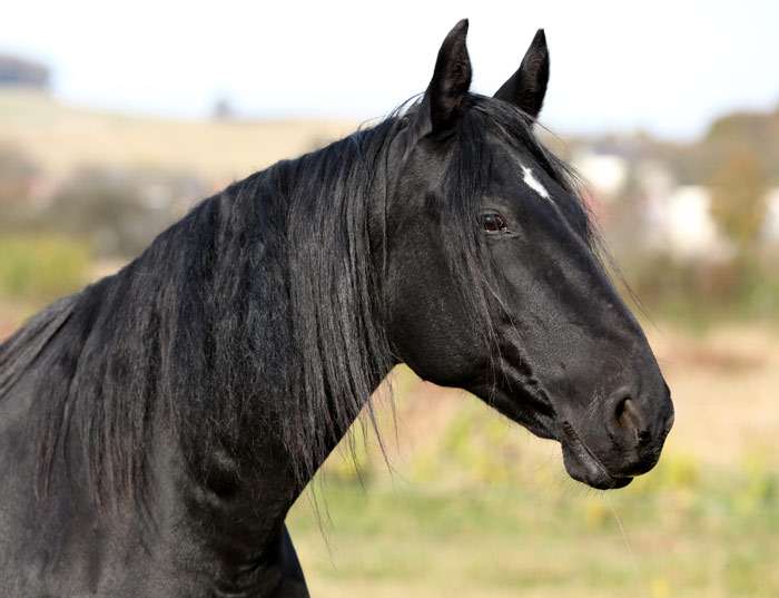 Race de cheval kabarde