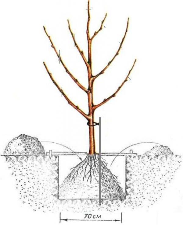 planting an apple tree