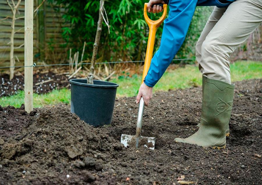 planting an apple tree