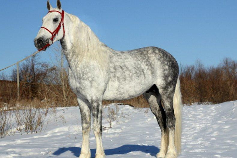 Oryol horse