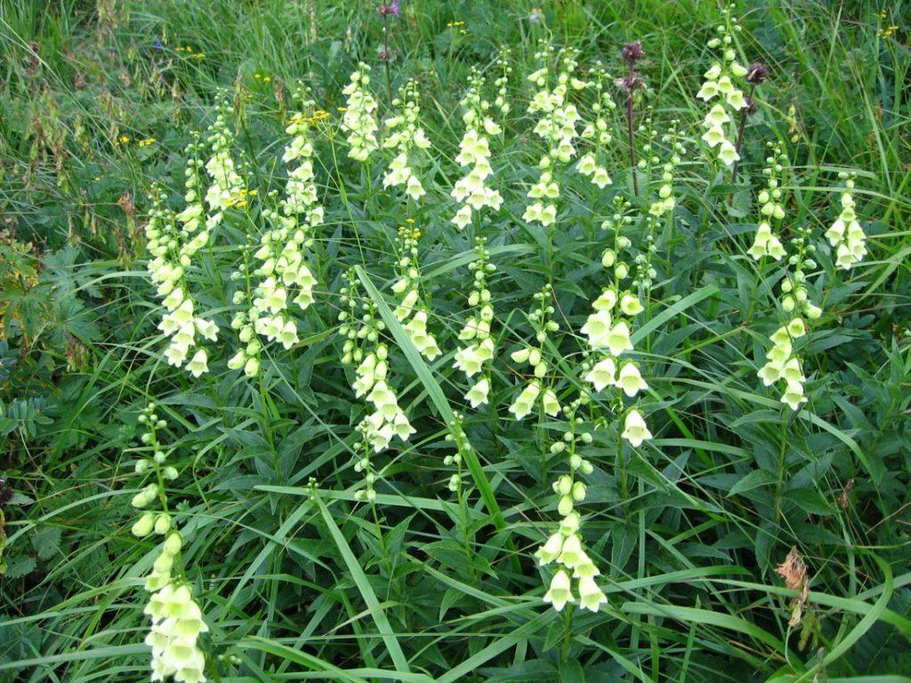 foxglove ciliate