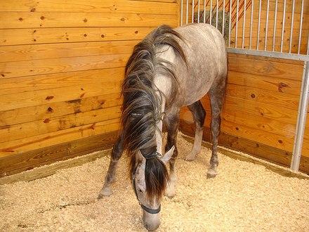 horse stable