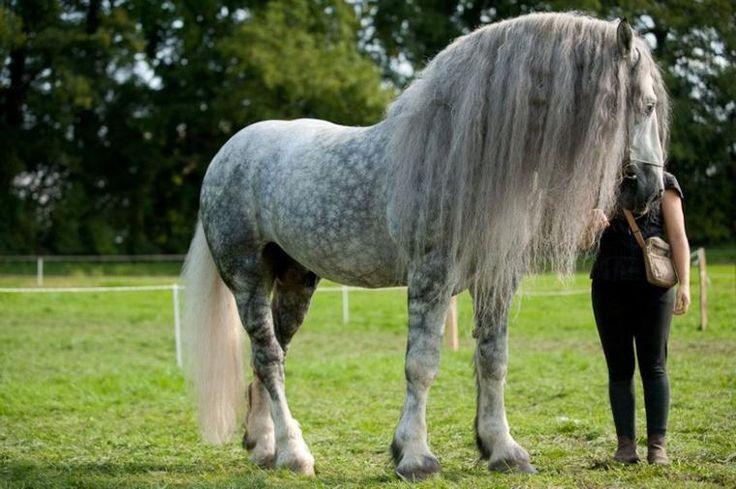 a beautiful horse