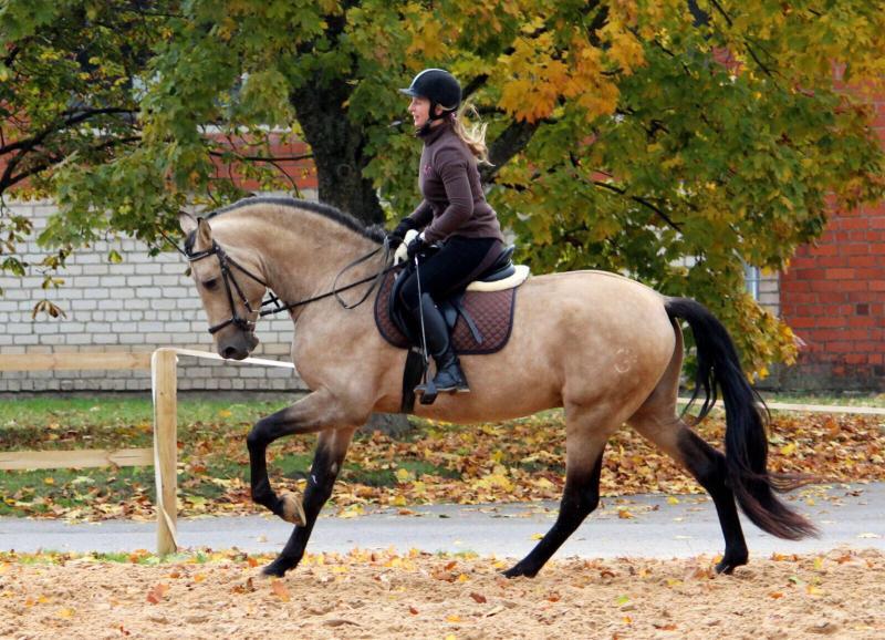 Andalusian horse