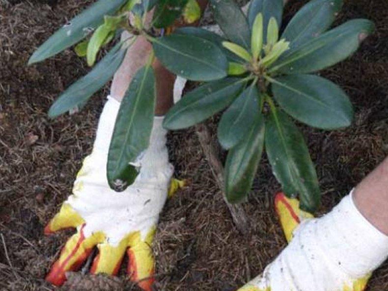 plantation de rhododendrons