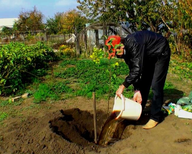 planter un arbre