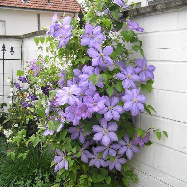 clematis Cholmondeli