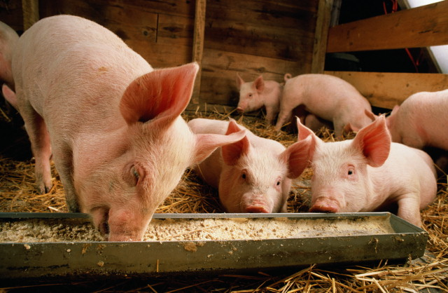 feeding pigs