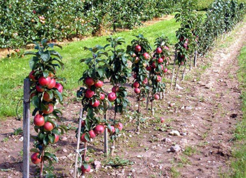 columnar apple tree vasyugan