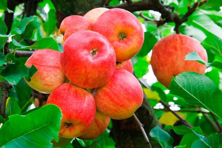 apple trees for siberia Zhebrovskoe