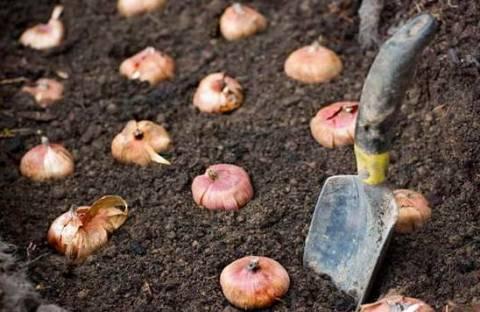 plantando flores