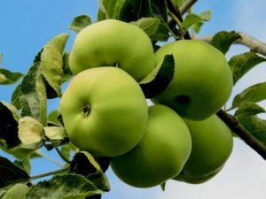 Descriptions des meilleures variétés de pommes pour la culture en Sibérie et comment bien entretenir