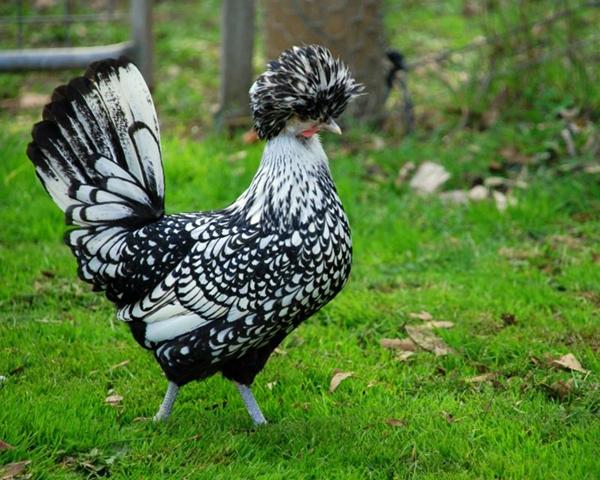 poulets de Padoue