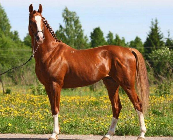 Raza de caballo Trakehner