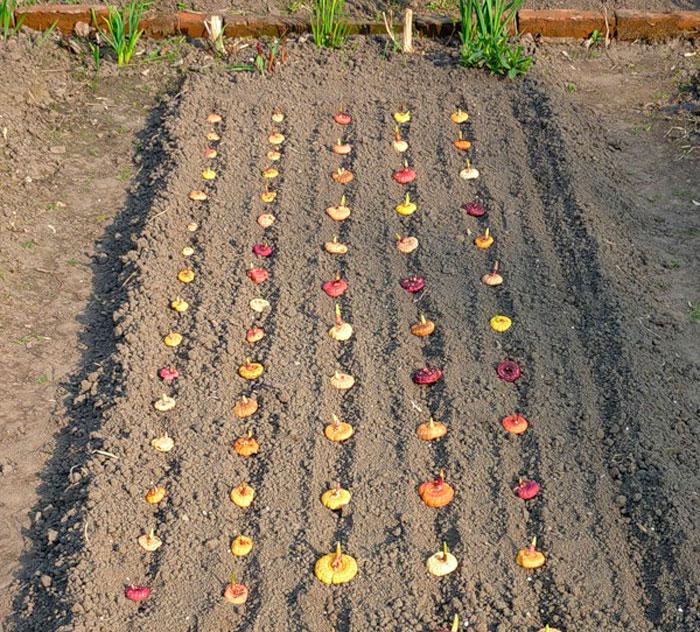 planter des fleurs