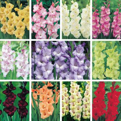 varieties of gladioli