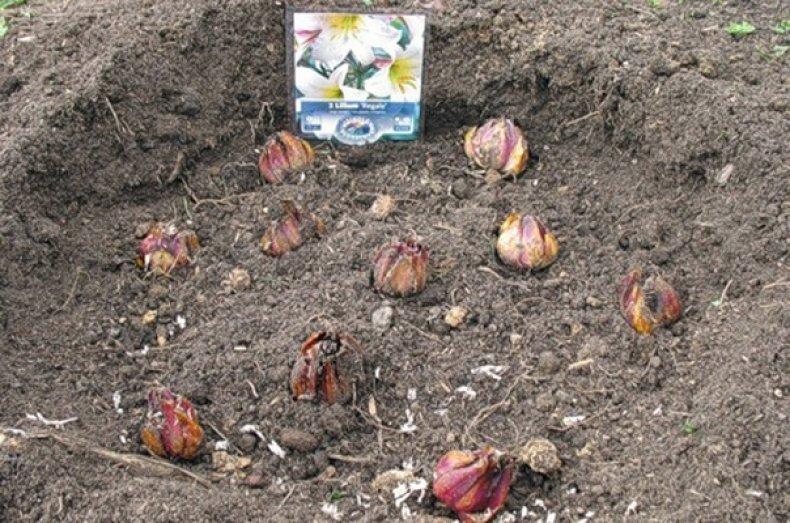 planting a flower