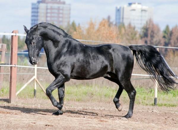 Karachai horse breed