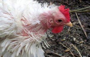 How to quickly get rid of feathers in chickens at home, remedies for treatment