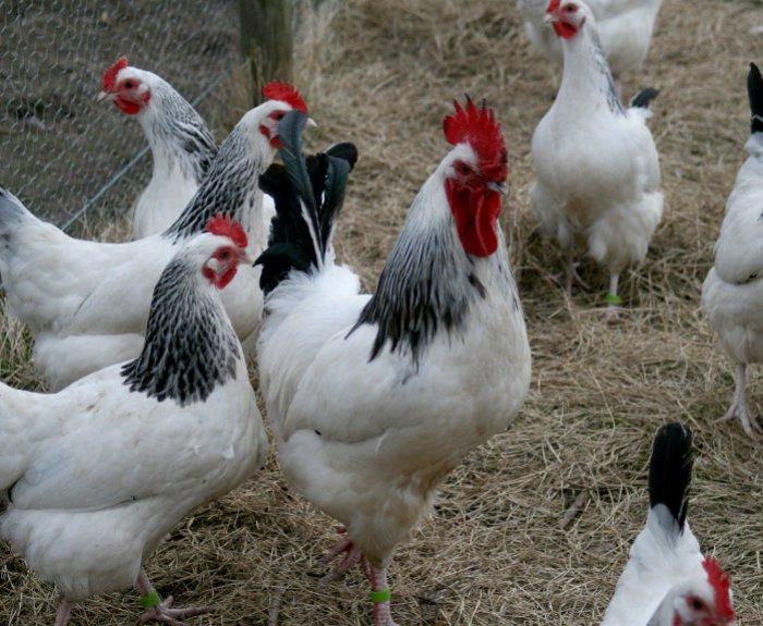 Race de poulets du 1er mai