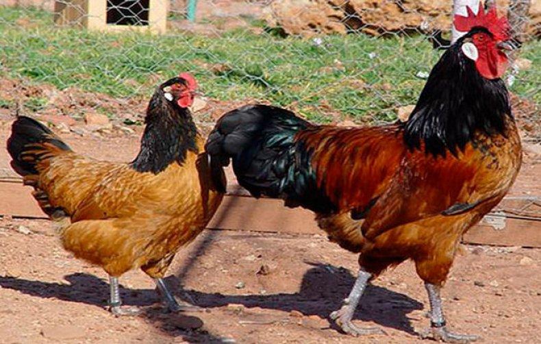 Race de poulets Forwerk