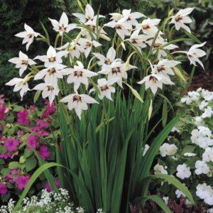 Descriptions and varieties of fragrant gladiolus or acidanters, planting and care rules