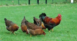 Description et caractéristiques des poulets de la race Welsummer, règles d'entretien et analogues