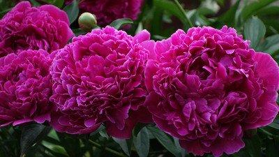 herbe de pivoine Lilas