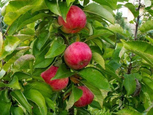 apple tree columnar ostankino