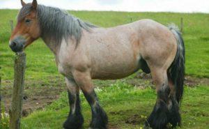 Description et caractéristiques des chevaux de la race ardennaise, caractéristiques du contenu et du prix