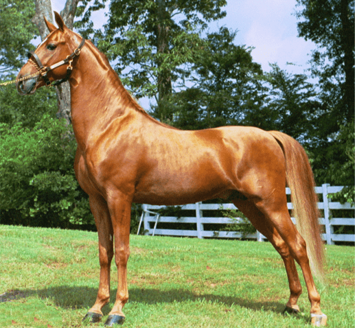 Descripciones y características de las mejores razas de caballos de montar, historial de cría y aplicación.