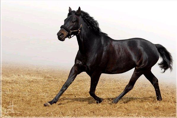 Kabardian horse breed