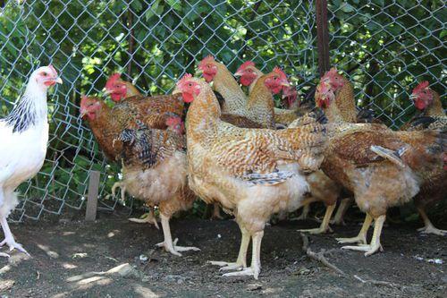 poulets sasso