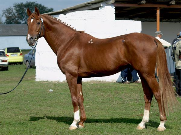 Raza de caballos Budyonnovskaya