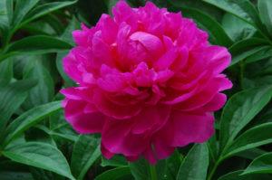 The best varieties of herbaceous peonies, planting and care in the open field