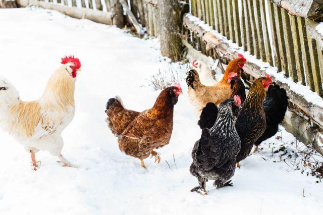 vers chez les poulets