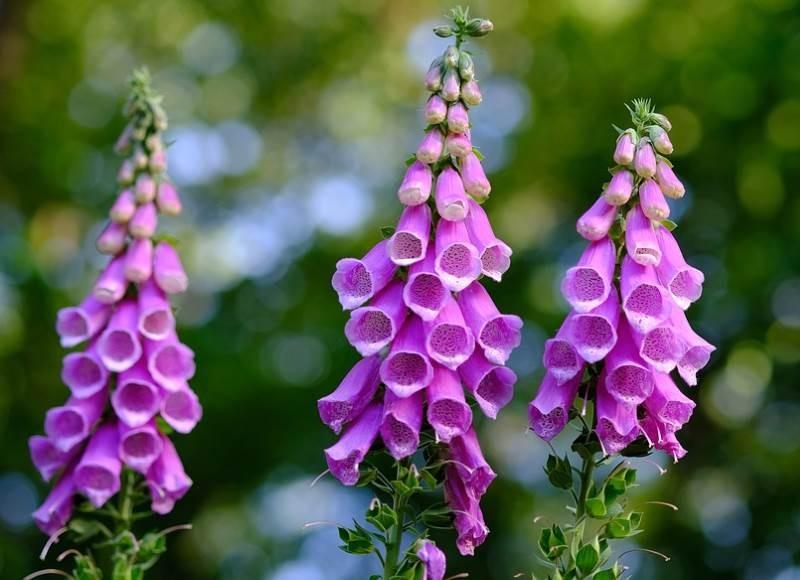 foxglove landing