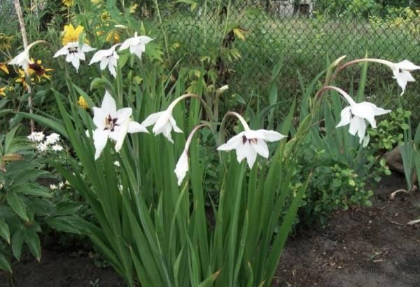 duftender Gladiolus Acidander