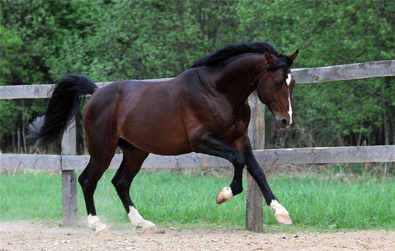 Hanoverian horse breed