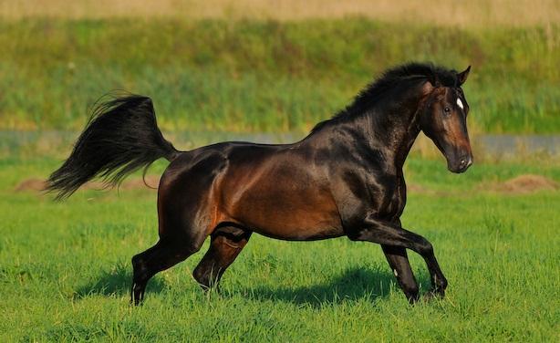 Raza de caballo Holstein