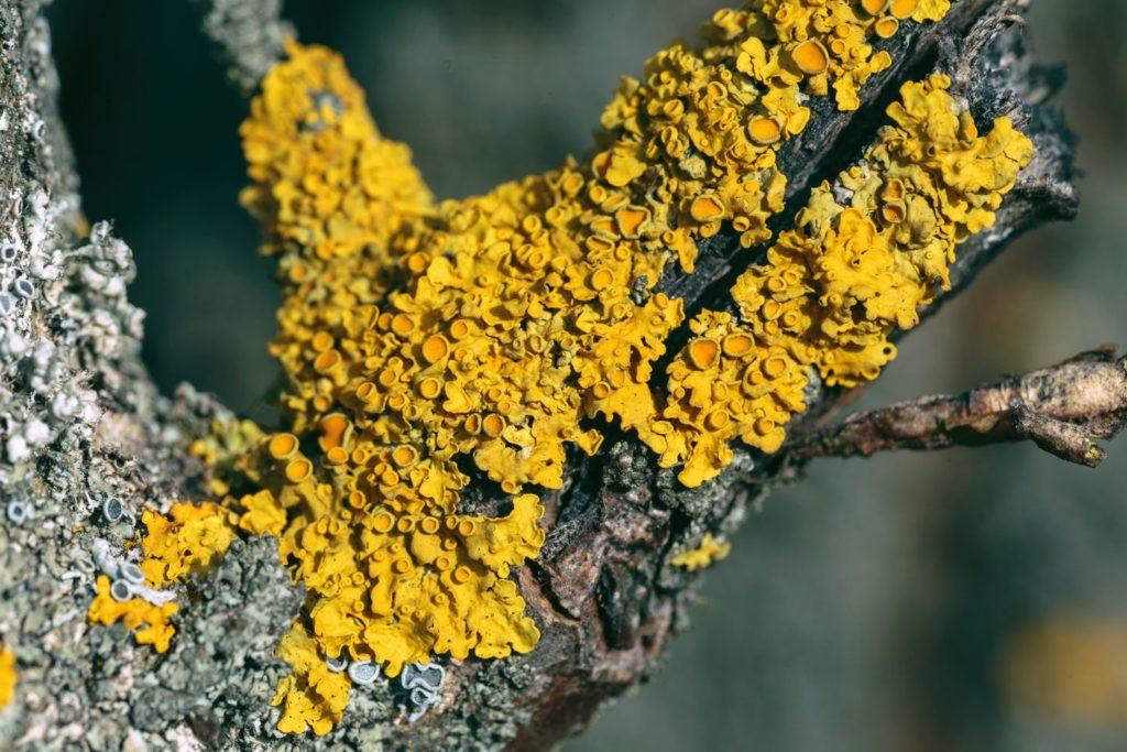 lichen on apple tree