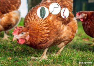 Symptoms of worms in chickens and treatment at home, prevention methods