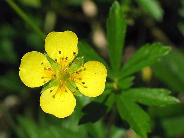 Potentilla blomst