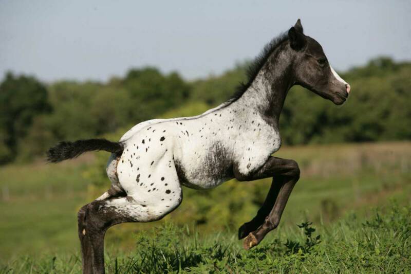 caballo appaloosa