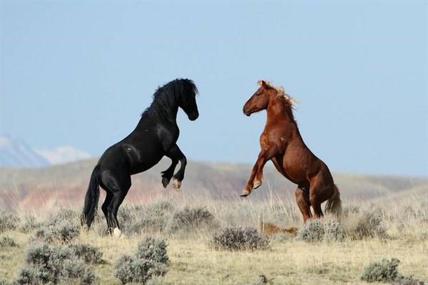 caballo mustang