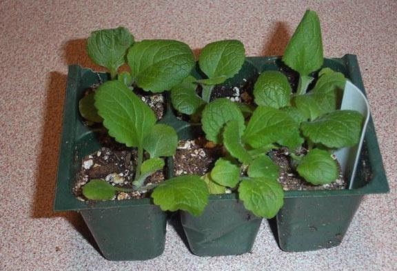 flower seedlings