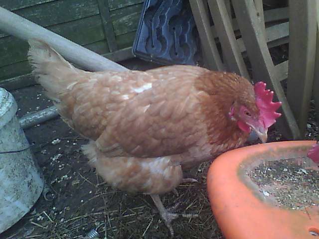 New Hampshire chicken breed